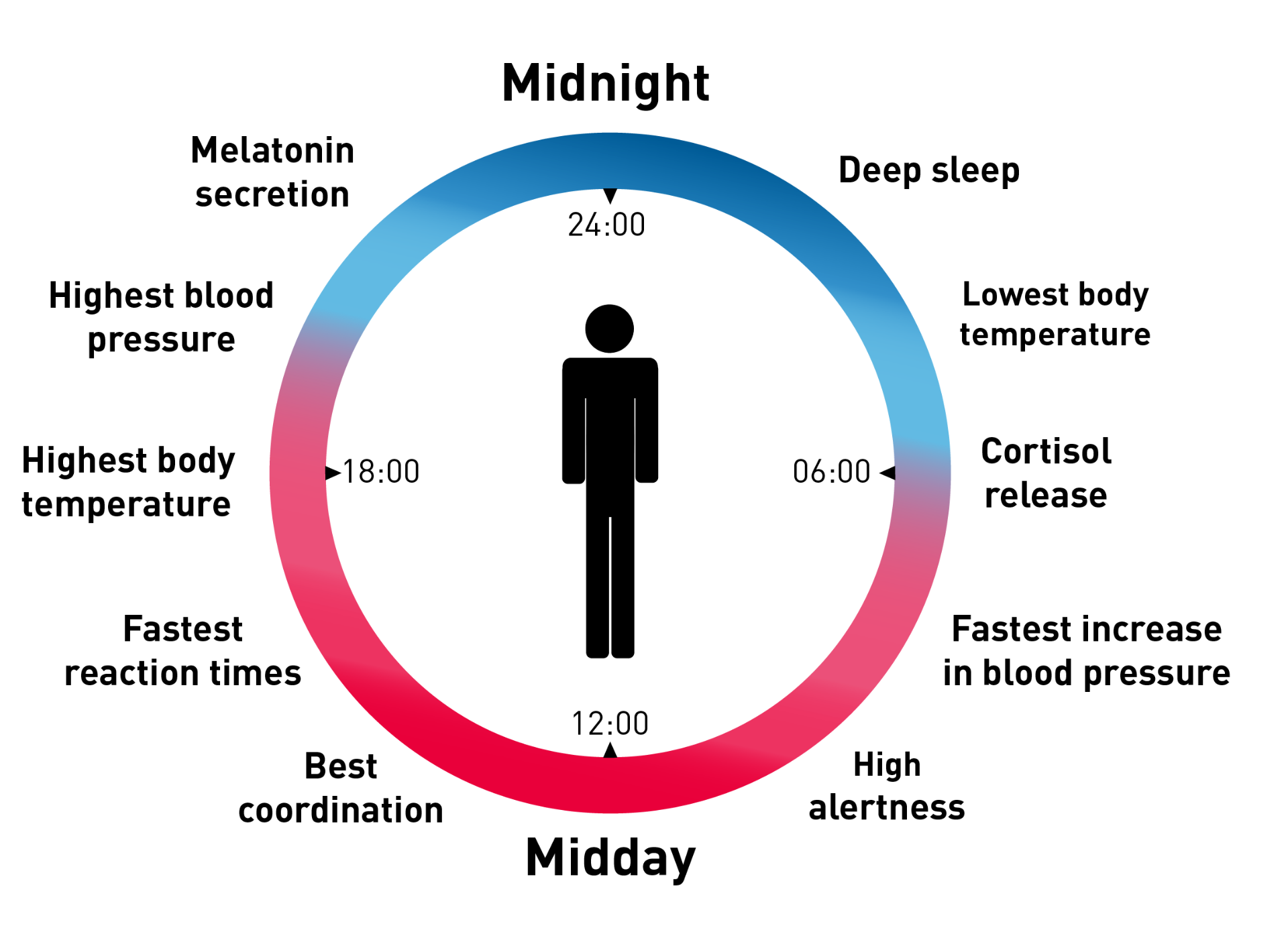 Diagram of the circadian rhythm cycle showing melatonin secretion, deep sleep, cortisol release, and alertness phases throughout a 24-hour period