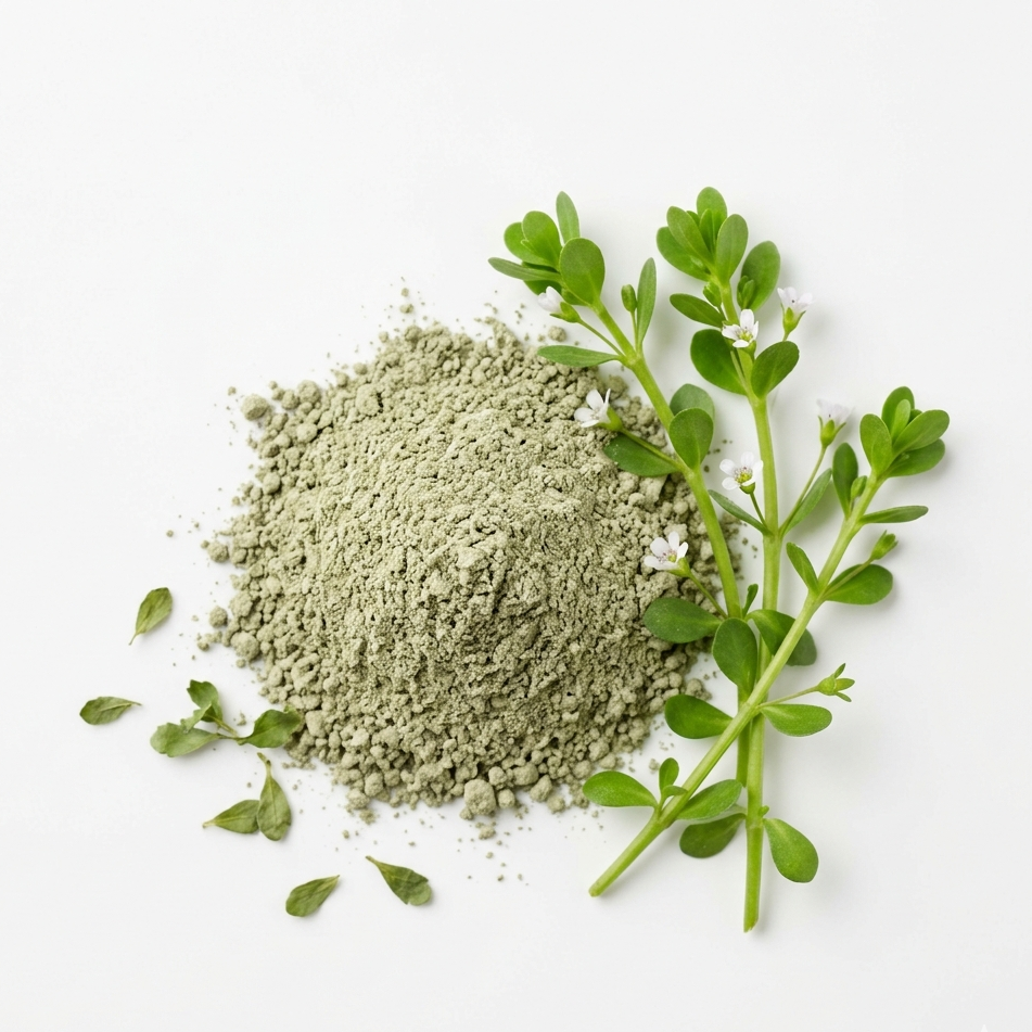 Bacopa Monnieri powder with fresh green leaves and small white flowers, supporting long-term brain health for night shift workers